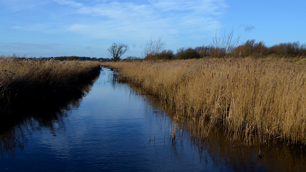 Year 2 Carlton Marshes Visit